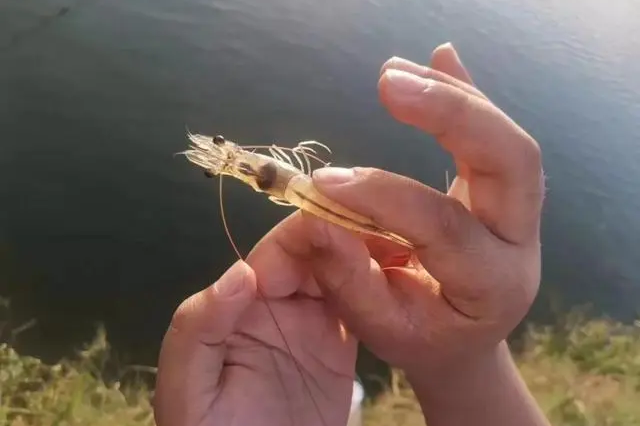 Ϻڲص