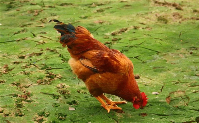 Ӽ