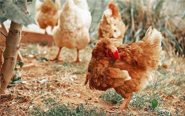 Ӽ