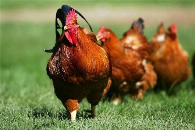 Ӽ