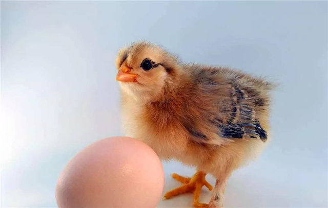 Ӽ
