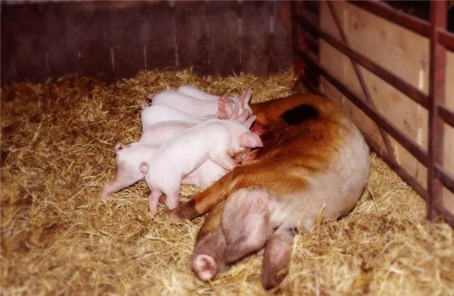 Ӽ