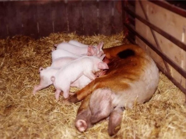 Ӽ