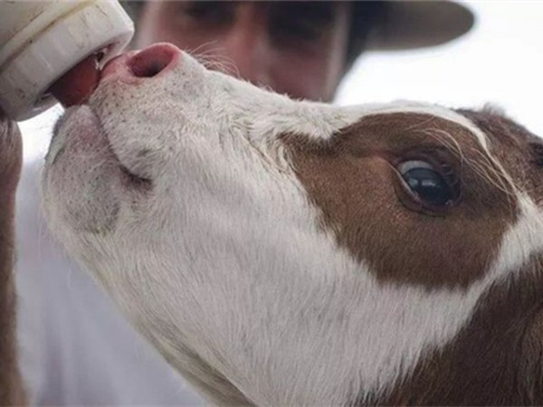 Ӽ