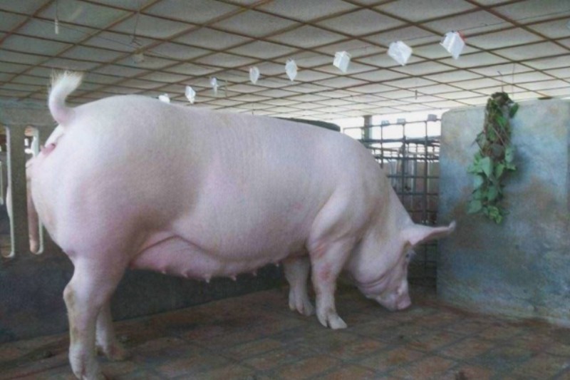 ĸ