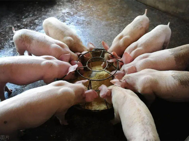 ѡӼ