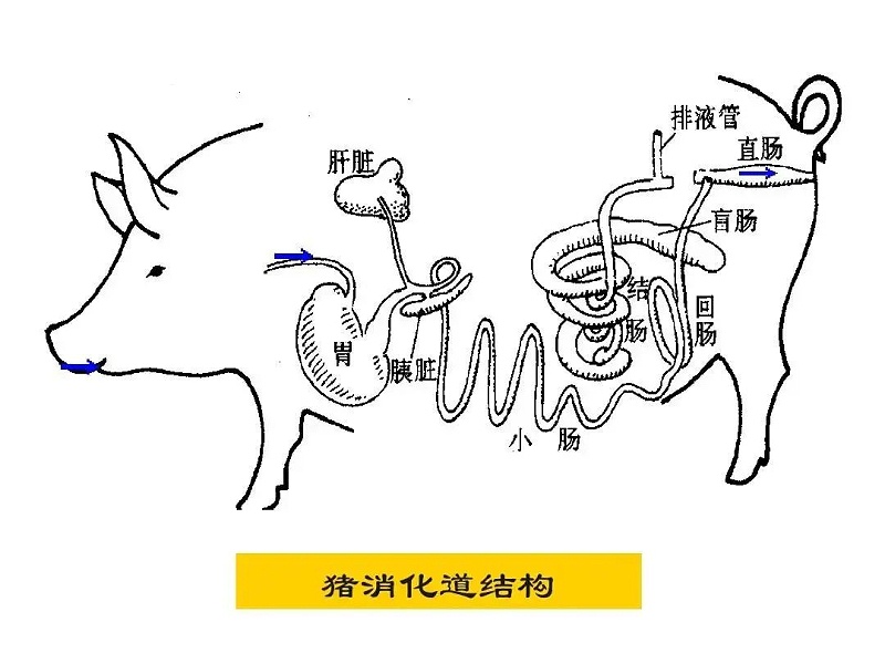 ṹ