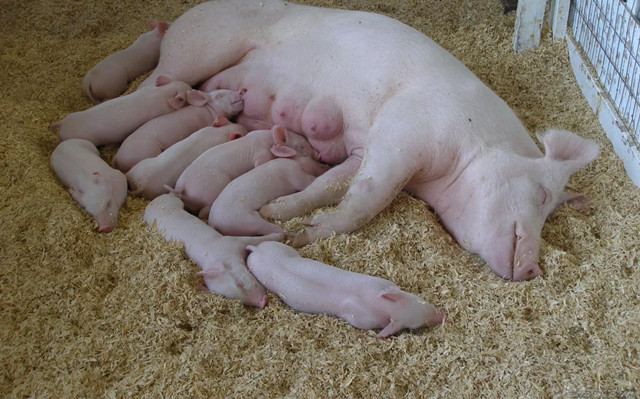 ĸȱ