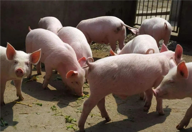 Ӽ