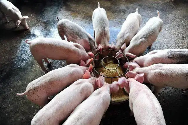 Ӽ