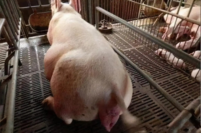 ĸ̹
