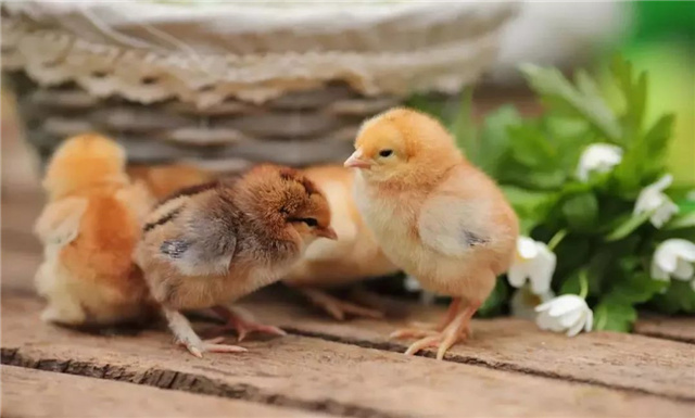 Ӽ