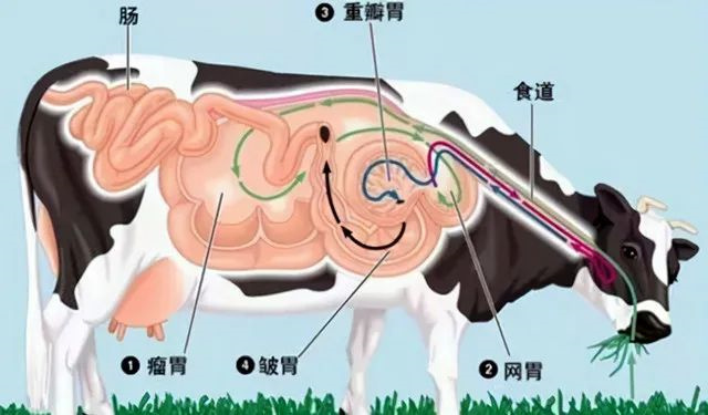 ţθṹͼ