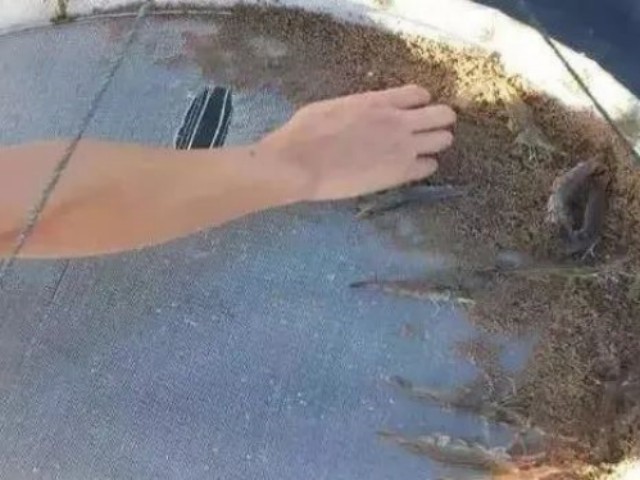 Ϻôι
