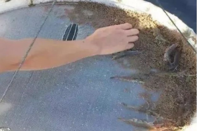 Ϻôι