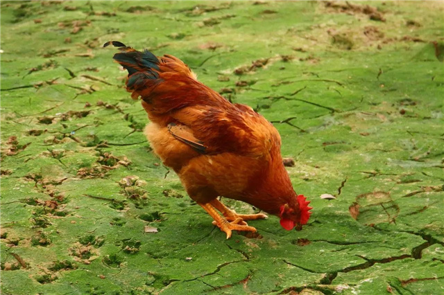 Ӽ
